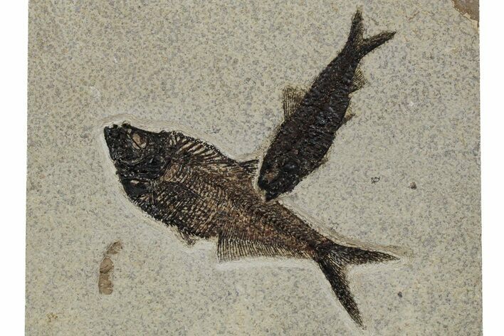 Multiple Fossil Fish (Diplomystus & Knightia) Plate - Wyoming #349260